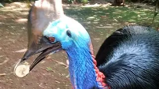 The Fate of the Cassowary Swallows One Banana Directly