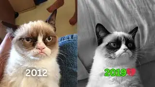 Iconic Cat Memes That Have Died 💔