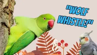 Teach Your Parrot To Easily Wolf Whistle Overnight!