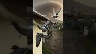 Pigeon Warning: Nature's Volcano Alarm