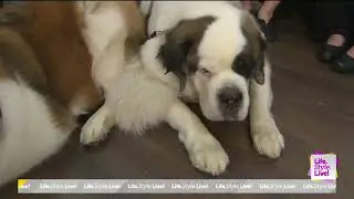 Big Dog Flooring celebrates Take Your Dog to Work Day everyday