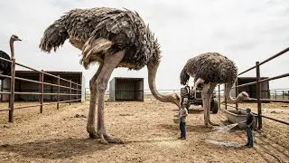 From Egg to Adult Ostrich | Complete Ostrich Farming Process on a Real Farm