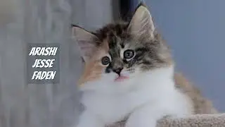 Arashi Jesse Faden | Norwegian Forest Kitten ♥ Un día en la vida de una gatita Bosque de Noruega 🐾