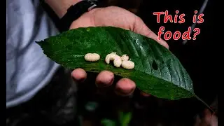 What do insects taste like? Can you swim in the Amazon River? Amazon Jungle Travel Vlog.