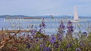 Amazing Camas Flowers, Garry Oak Meadows, Victoria, 野花の草原・ビクトリア