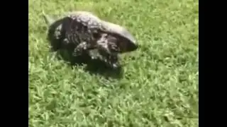 Watch the crazy stunt of lizard