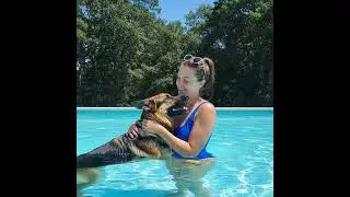 Majestic German Shepherds | BEST of German Shepherd Moments: Cute & Funny GSD Clips Compilation