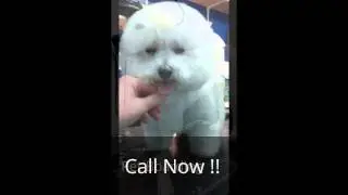 Pet Groomers Pensacola, FL. | Pensacola Dog Grooming and Boarding