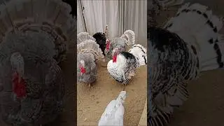 turkey male #birds #turkey #thanksgiving #turkeyhen