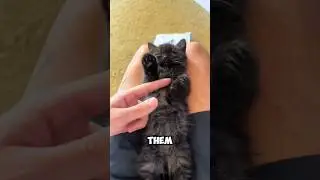 From Purring to Biting in 2 Seconds: The Feline Mood Switch!  #cat