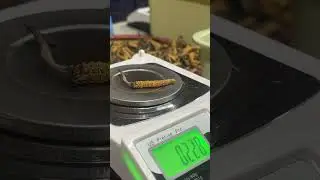 Sorting Wild Cordyceps in the Himalayas | Rare Fungi Ultimate Quality Control