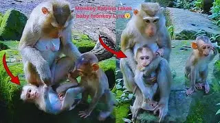 Oh, Monkey Katrina, take the baby monkey Lynx. Where is Mom Luna?