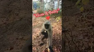 🐒❤️🍪 Baby Monkey and Mother Eating Biscuit 😍 So Cute!