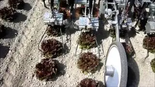 K.U.L.T. weeding machines intra row systems and inter row systems