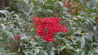 Nandina domestica, le bambou sacré !