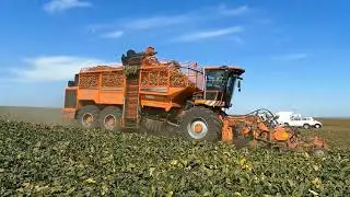 Sugarbeet production in Russia