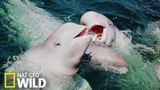 Les belugas dans les eaux du Saint-Laurent