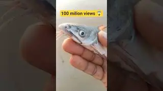 ☠️ Dangerous Sea Catfish 🦈 Watch Before You Handle It! #viral #catfish #shorts #fishing