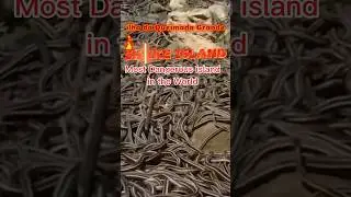 Snake Island Most Dangerous Island in the World Jahan jane ka matlab Maut