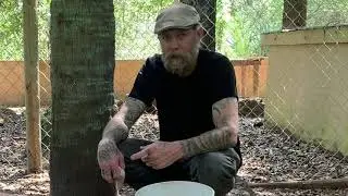 FEEDING ‘COOKIE MONSTER’ THE BROAD SNOUTED CAIMAN