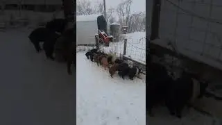 Are pigs dirty animals?