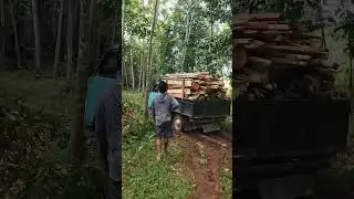 ofrut disek boolo#vidiohiburan#tukangkayubakar#funny