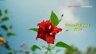 Taiwan Pink Guava Plants 🌱 | High Yield | Direct from Nursery