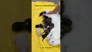 Mummy Rabbit Breastfeeding Cute Baby | Rabbit Videos