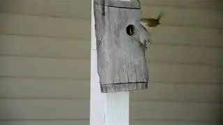 House wren tending nest