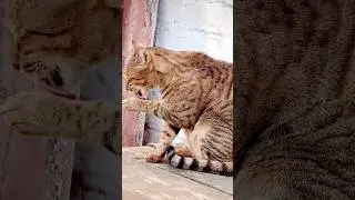 Изящество Девы, идеальные моменты кошки #2026 #красиво #дева #кошка