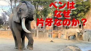 【アフリカゾウ 正月開園】ベンとリリーの新年と来園者の驚き｜ベンが片牙になった理由｜2025年1月2日撮影