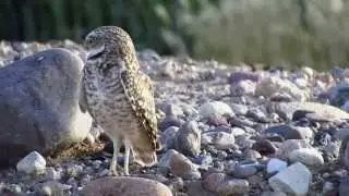 Burrowing Owl Along the Gila River Phoenix Arizona.