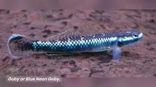neon blue goby fish