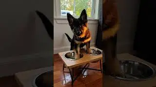 He&rsquo;s helping&hellip; I think. 😂  #doglife #germanshepherd #germanshepherdlove #puppy #gsd #love