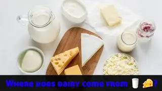 Where does dairy come from 🥛🧀?