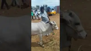 Erode bala tiktok(13)