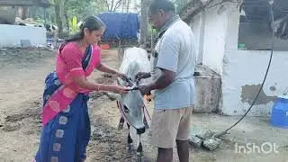 #எங்களது மாட்டுப் பொங்கல் 2026