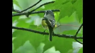 Peter Picone: Practical Ways to Improve Your Property For Wildlife. CT Audubon's 2020 Annual Meeting