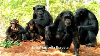 Uganda: suas paisagens, fauna e flora exuberantes