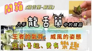 【A&Y開箱】精品龍舌蘭-嚴龍｜紅貓、黑火焰、姬嚴龍｜Agave titanota