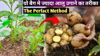 ग्रोबैग में घर की छत पर ज्यादा आलू प्राप्त करने का अच्छा तरीका | Kitchen Gardening | Alu Ki Kheti |