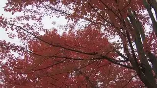 People flocking to Litchfield County to take in fall foliage