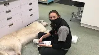 Vemo monitor for a continuous ECG. Monitor a dog's heart rate & rhythm at home.