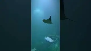 Ein riesiger Stechrochen schwimmt wundersch&ouml;n
