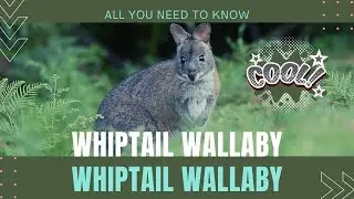 whiptail wallaby facts 🦘 pretty-faced wallaby 🦘 found in eastern Australia 🇦🇺