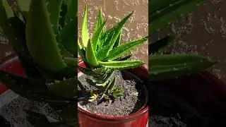 Cactus Plant Spiritual Benefits  🎍💖