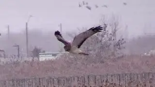 Northern Harriers 3