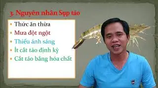 Vlog Nuôi Tôm: Cách Xử Lý Ao Nuôi Tôm Bị Sụp Tảo (Tảo Tàn) Hiệu Quả - Dũng cá TV