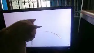 pawpaw playing string thing in my desktop