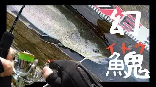 幻魚との戦い。　ﾌｨｯｼｬｰﾘｿﾞｰﾄ庄原　イトウ＆ニジマス